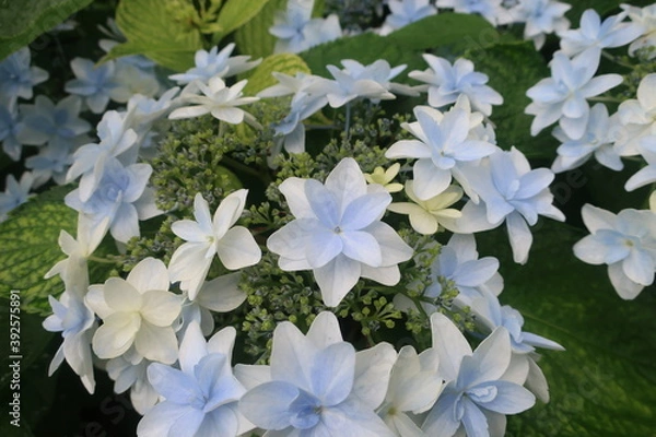 Obraz 梅雨に咲く美しい紫陽花