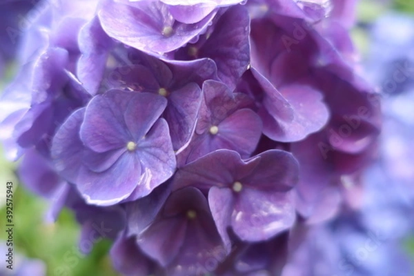 Obraz 梅雨に咲く美しい紫陽花