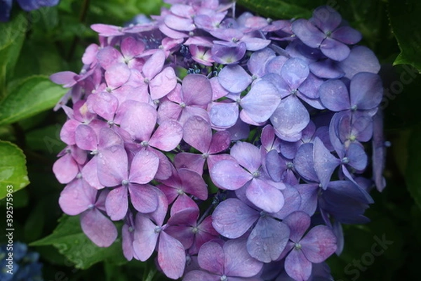 Obraz 雨に輝く美しい紫陽花