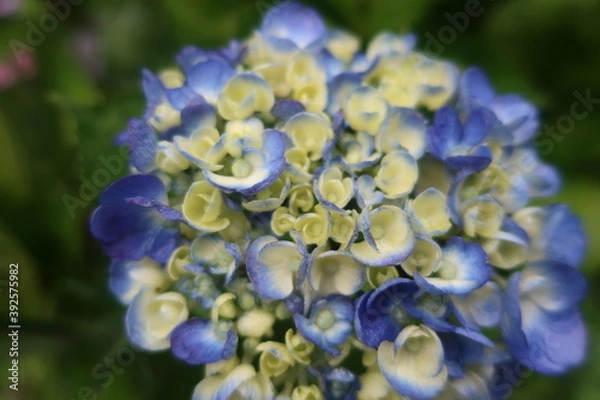 Obraz 梅雨に咲く美しい紫陽花