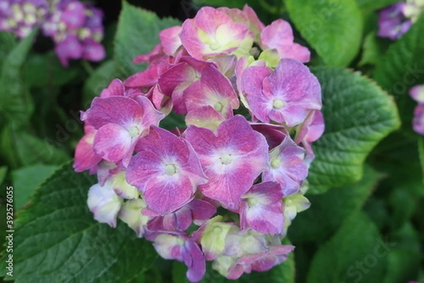 Obraz 雨に輝く美しい紫陽花