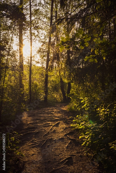 Fototapeta Path in the woods with beautiful sun light above
