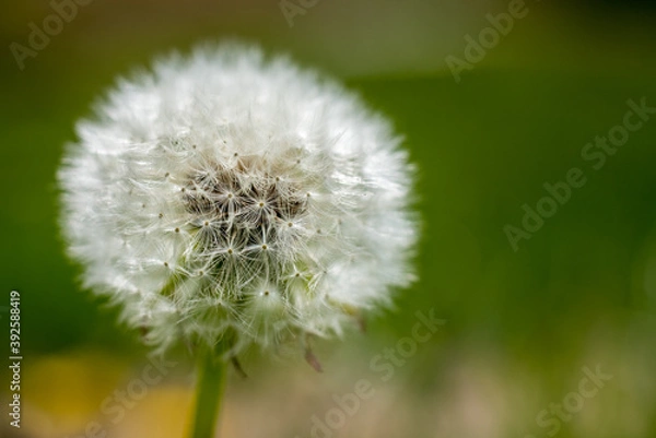 Fototapeta Light and soft dandelion (Taraxacum) flower head composed of numerous small florets
