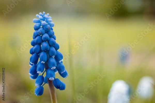 Fototapeta Blossom of a beautiful blue flower with many bells and green fields in background
