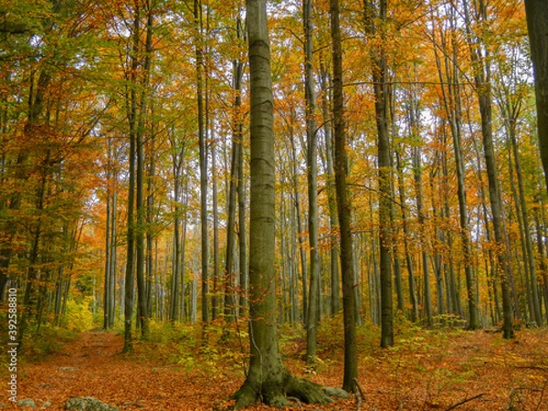 Fototapeta Autumn trees with colorful leaves