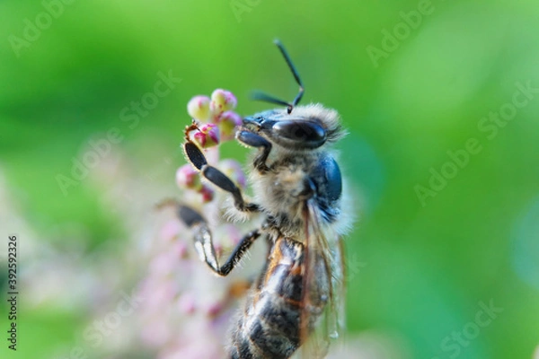 Obraz Portrait einer Biene