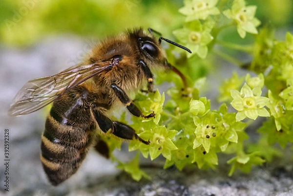 Obraz fleißige Biene