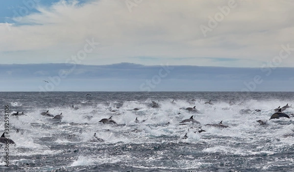 Fototapeta Pod of common dolphins in Algoa Bay, Port Elizabeth