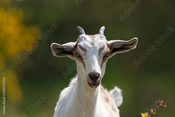 Obraz Portrait einer Ziege