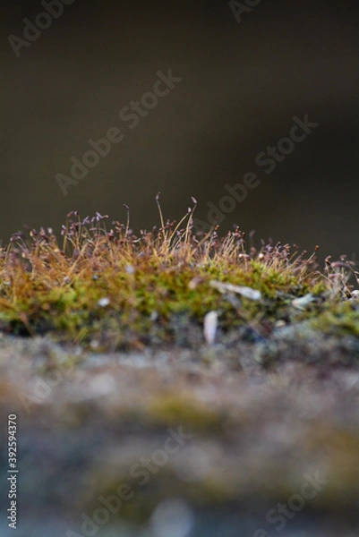 Fototapeta Micro moss on stone