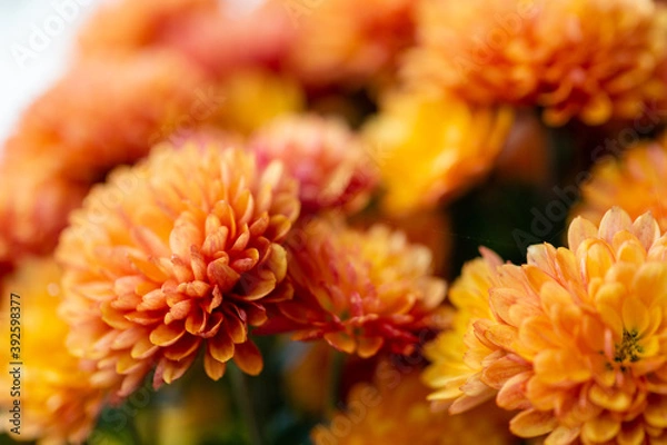 Obraz Autumn colorful Chrysanthemums in the garden