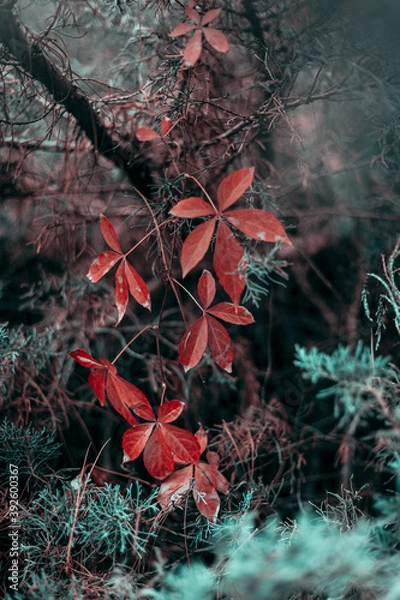 Obraz Red maple leaves