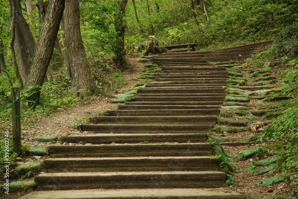 Fototapeta 山の中の階段