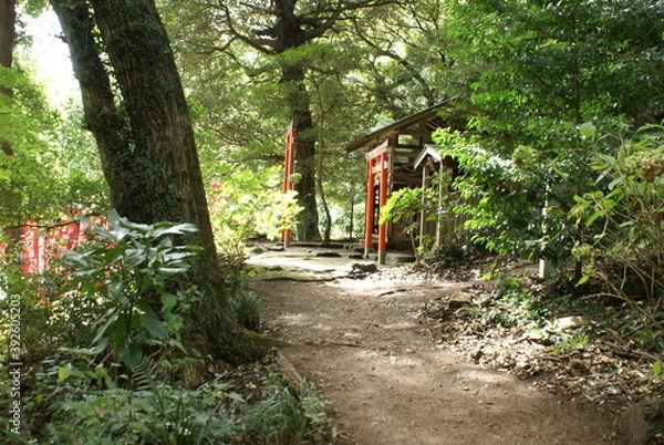 Fototapeta 神社と鳥居に続く小道
