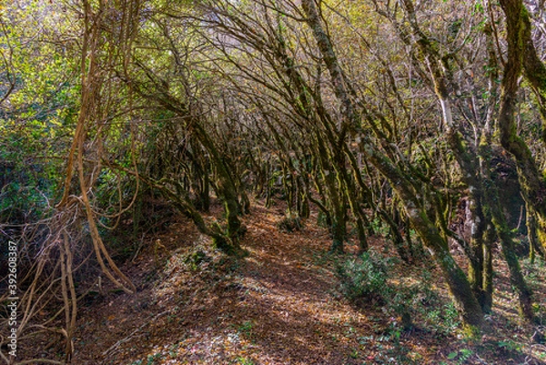 Obraz magnificent forest in autumn with bright sunlight shining through the trees