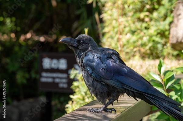 Obraz 夜の森に住むカラス