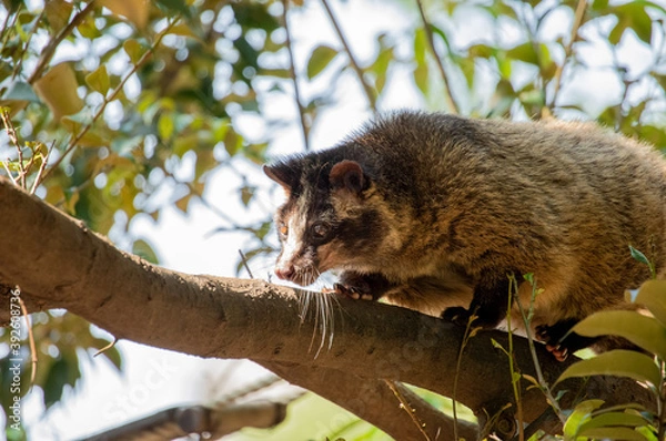 Obraz 枝を渡るハクビシン