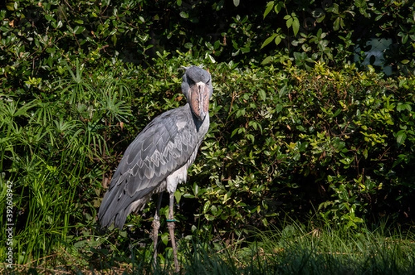 Obraz じっとこちらの様子を伺うハシビロコウ