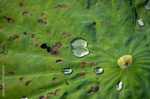 Obraz 大きな葉の上の水玉