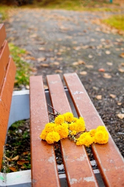 Fototapeta yellow chrysanthemums lie on a bench in an autumn park