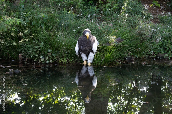 Obraz 水面に反射するオオワシ