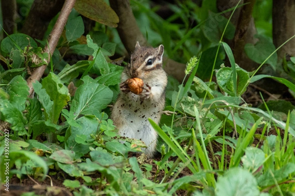 Obraz ドロドロになりながら木の実を食べるシマリス