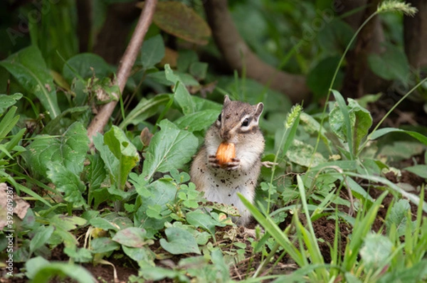 Obraz どんぐりを食べるシマリス