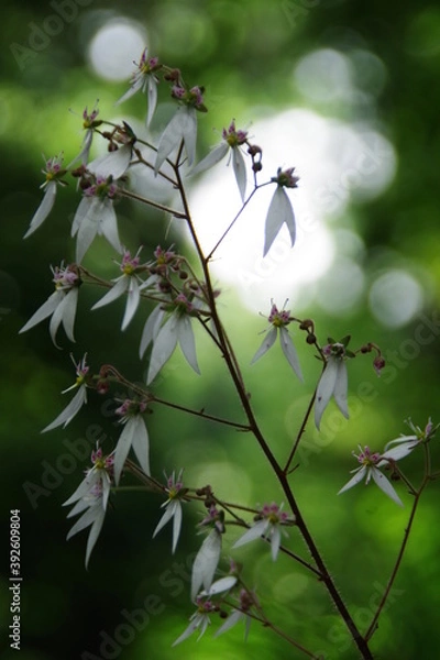 Fototapeta ユキノシタ