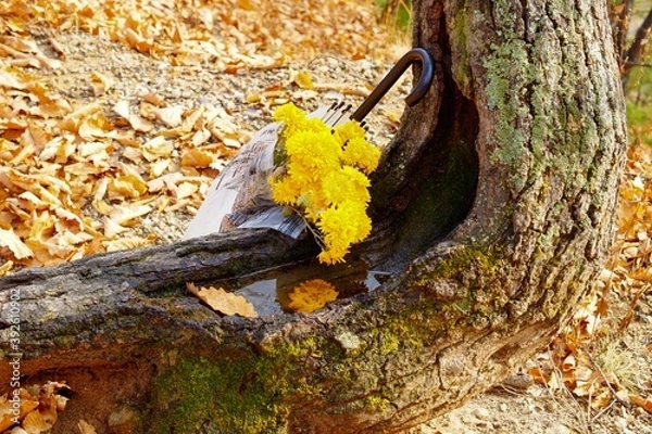 Fototapeta umbrella with yellow chrysanthemums by an old tree in an autumn park