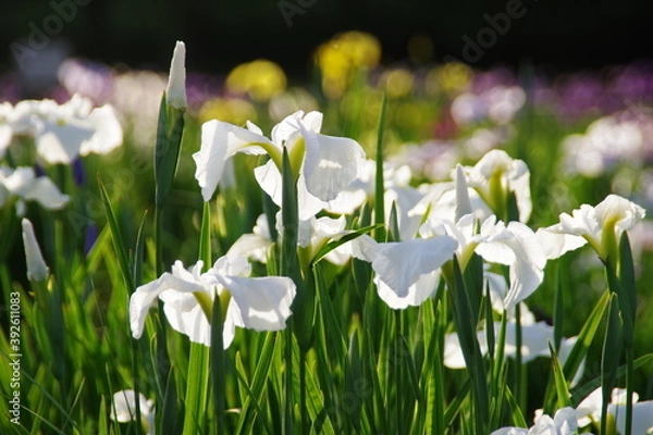 Fototapeta 菖蒲園