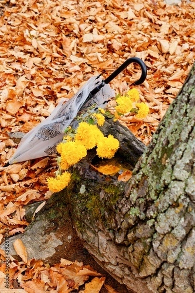 Fototapeta umbrella with yellow chrysanthemums by an old tree in an autumn park