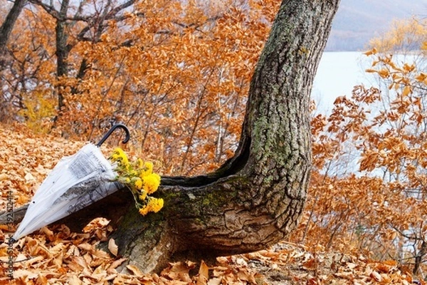 Fototapeta umbrella with yellow chrysanthemums by an old tree in an autumn park