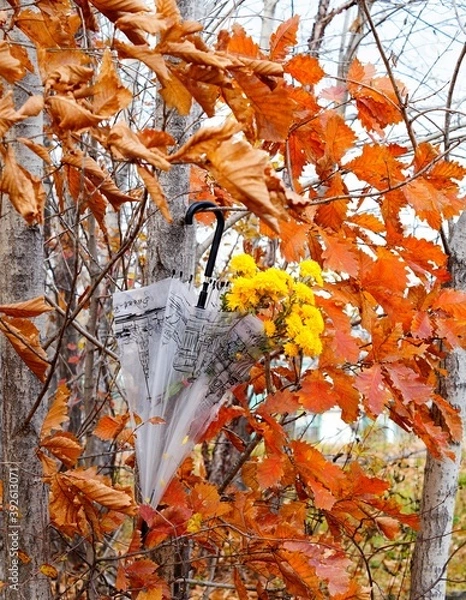 Fototapeta an umbrella with yellow chrysanthemums weighs on a branch of a tree with red leaves