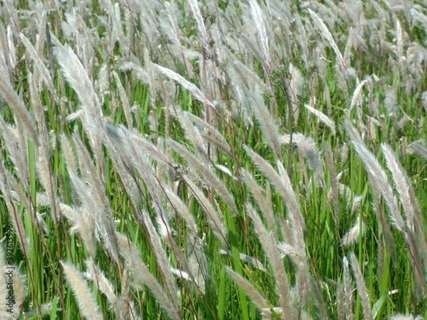 Obraz 一面のチガヤの穂