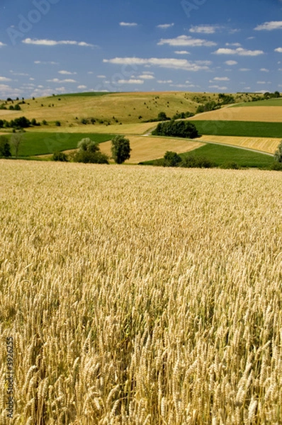 Obraz Wheat fields