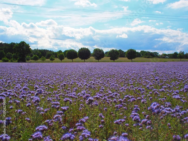 Obraz Distelfeld im Sommer