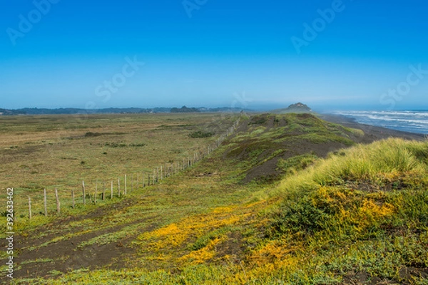 Obraz field of wildflowers