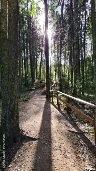Fototapeta trees