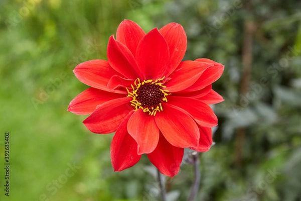 Obraz flower photography in high quality