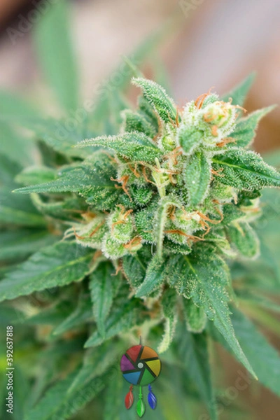 Fototapeta marijuana closeup