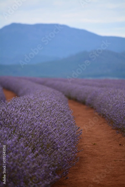 Fototapeta Lavender field