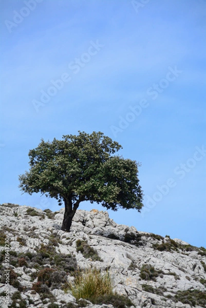 Fototapeta Tree on the hill
