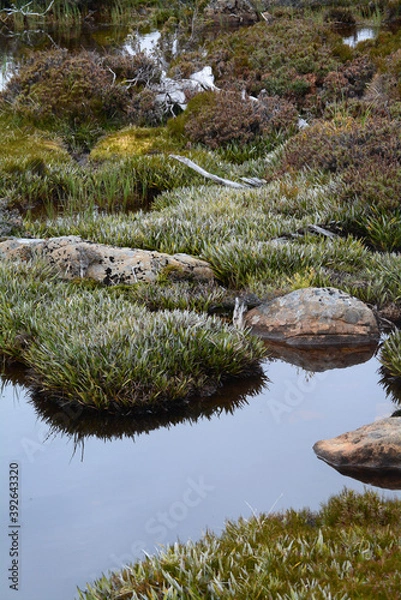 Fototapeta Mountain plants