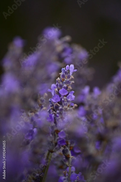Fototapeta Macro lavender