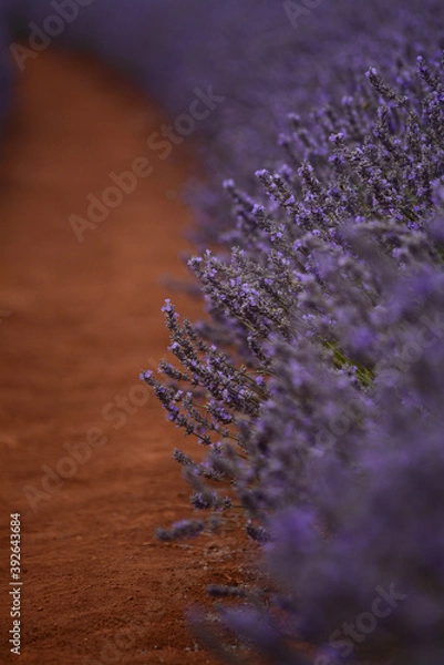 Fototapeta Lavender flower