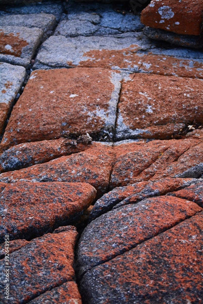 Fototapeta Coastal moss