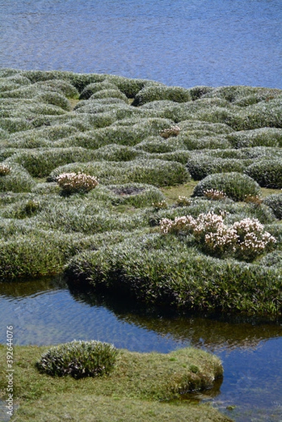 Fototapeta Mountain wetland