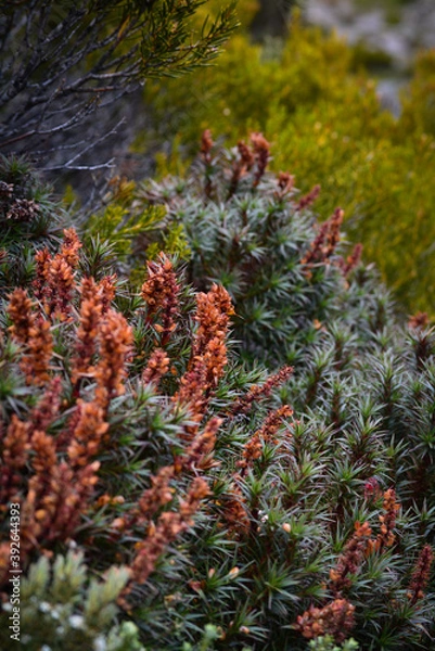 Fototapeta Mountain flower