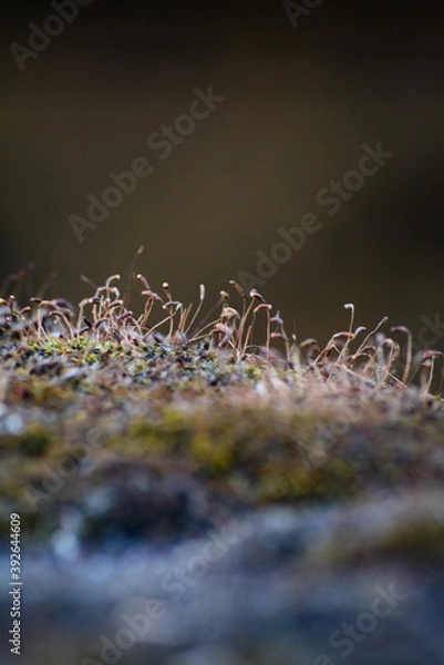 Fototapeta moss covered with snow