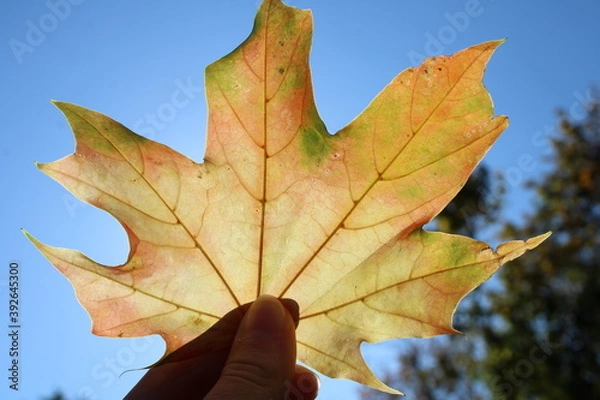 Fototapeta autumn maple leaf